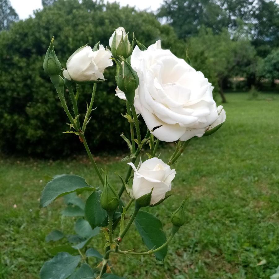 La Vie En Rose Buia Exterior foto